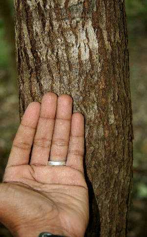  ( - BioBot00602)  @11 [ ] CreativeCommons - Attribution Non-Commercial Share-Alike (2010) Daniel H. Janzen Guanacaste Dry Forest Conservation Fund