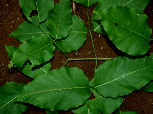  ( - BioBot00602)  @11 [ ] CreativeCommons - Attribution Non-Commercial Share-Alike (2010) Daniel H. Janzen Guanacaste Dry Forest Conservation Fund