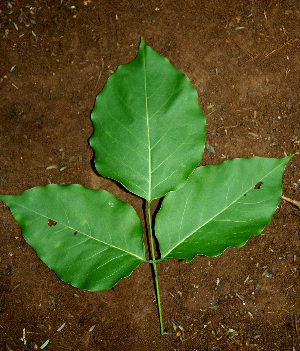  ( - BioBot00602)  @11 [ ] CreativeCommons - Attribution Non-Commercial Share-Alike (2010) Daniel H. Janzen Guanacaste Dry Forest Conservation Fund