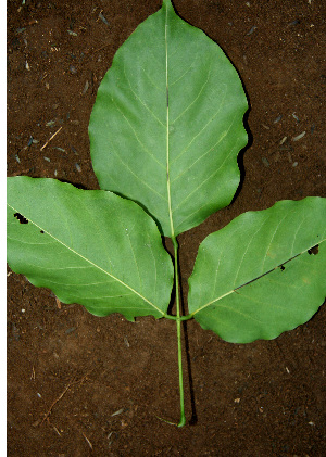  ( - BioBot00602)  @11 [ ] CreativeCommons - Attribution Non-Commercial Share-Alike (2010) Daniel H. Janzen Guanacaste Dry Forest Conservation Fund