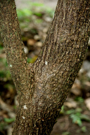  ( - BioBot00605)  @11 [ ] CreativeCommons - Attribution Non-Commercial Share-Alike (2010) Daniel H. Janzen Guanacaste Dry Forest Conservation Fund