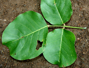  ( - BioBot00605)  @11 [ ] CreativeCommons - Attribution Non-Commercial Share-Alike (2010) Daniel H. Janzen Guanacaste Dry Forest Conservation Fund