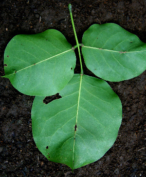  ( - BioBot00605)  @11 [ ] CreativeCommons - Attribution Non-Commercial Share-Alike (2010) Daniel H. Janzen Guanacaste Dry Forest Conservation Fund