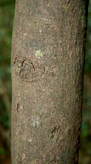  ( - BioBot00606)  @11 [ ] CreativeCommons - Attribution Non-Commercial Share-Alike (2010) Daniel H. Janzen Guanacaste Dry Forest Conservation Fund