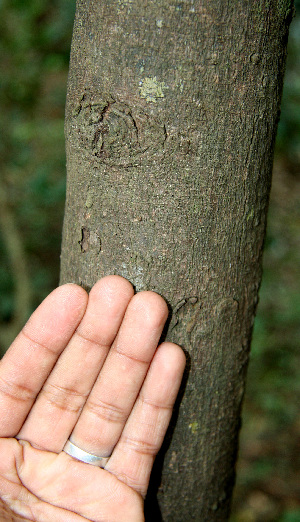  ( - BioBot00606)  @11 [ ] CreativeCommons - Attribution Non-Commercial Share-Alike (2010) Daniel H. Janzen Guanacaste Dry Forest Conservation Fund