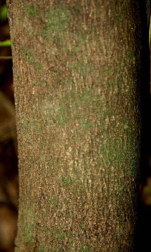  ( - BioBot00607)  @11 [ ] CreativeCommons - Attribution Non-Commercial Share-Alike (2010) Daniel H. Janzen Guanacaste Dry Forest Conservation Fund