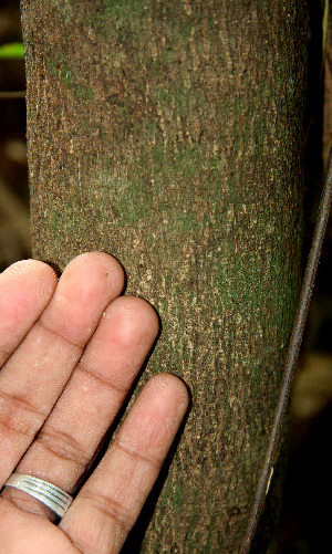  ( - BioBot00607)  @11 [ ] CreativeCommons - Attribution Non-Commercial Share-Alike (2010) Daniel H. Janzen Guanacaste Dry Forest Conservation Fund