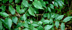  ( - BioBot00607)  @11 [ ] CreativeCommons - Attribution Non-Commercial Share-Alike (2010) Daniel H. Janzen Guanacaste Dry Forest Conservation Fund