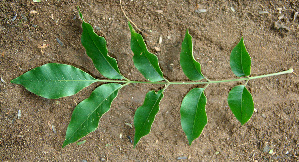  ( - BioBot00607)  @11 [ ] CreativeCommons - Attribution Non-Commercial Share-Alike (2010) Daniel H. Janzen Guanacaste Dry Forest Conservation Fund