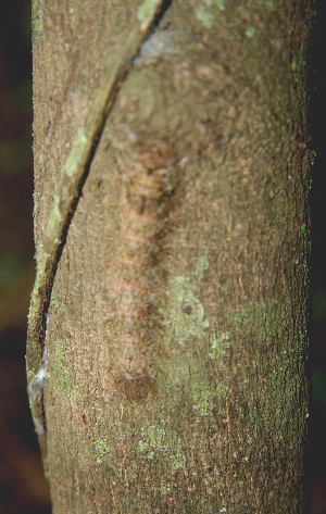  ( - BioBot00608)  @11 [ ] CreativeCommons - Attribution Non-Commercial Share-Alike (2010) Daniel H. Janzen Guanacaste Dry Forest Conservation Fund