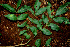  ( - BioBot00608)  @11 [ ] CreativeCommons - Attribution Non-Commercial Share-Alike (2010) Daniel H. Janzen Guanacaste Dry Forest Conservation Fund