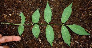  ( - BioBot00608)  @11 [ ] CreativeCommons - Attribution Non-Commercial Share-Alike (2010) Daniel H. Janzen Guanacaste Dry Forest Conservation Fund