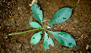  ( - BioBot00626)  @11 [ ] CreativeCommons - Attribution Non-Commercial Share-Alike (2010) Daniel H. Janzen Guanacaste Dry Forest Conservation Fund