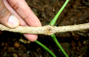  ( - BioBot00626)  @11 [ ] CreativeCommons - Attribution Non-Commercial Share-Alike (2010) Daniel H. Janzen Guanacaste Dry Forest Conservation Fund