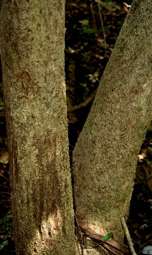  ( - BioBot00627)  @11 [ ] CreativeCommons - Attribution Non-Commercial Share-Alike (2010) Daniel H. Janzen Guanacaste Dry Forest Conservation Fund