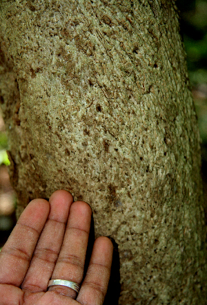  ( - BioBot00627)  @11 [ ] CreativeCommons - Attribution Non-Commercial Share-Alike (2010) Daniel H. Janzen Guanacaste Dry Forest Conservation Fund