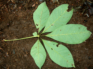  ( - BioBot00627)  @11 [ ] CreativeCommons - Attribution Non-Commercial Share-Alike (2010) Daniel H. Janzen Guanacaste Dry Forest Conservation Fund