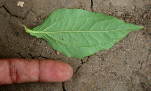  ( - BioBot00638)  @11 [ ] CreativeCommons - Attribution Non-Commercial Share-Alike (2010) Daniel H. Janzen Guanacaste Dry Forest Conservation Fund