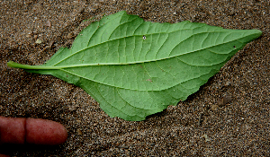  ( - BioBot00639)  @11 [ ] CreativeCommons - Attribution Non-Commercial Share-Alike (2010) Daniel H. Janzen Guanacaste Dry Forest Conservation Fund