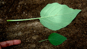  ( - BioBot00640)  @11 [ ] CreativeCommons - Attribution Non-Commercial Share-Alike (2010) Daniel H. Janzen Guanacaste Dry Forest Conservation Fund