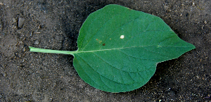  ( - BioBot00641)  @11 [ ] CreativeCommons - Attribution Non-Commercial Share-Alike (2010) Daniel H. Janzen Guanacaste Dry Forest Conservation Fund