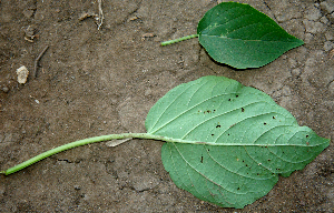  ( - BioBot00642)  @11 [ ] CreativeCommons - Attribution Non-Commercial Share-Alike (2010) Daniel H. Janzen Guanacaste Dry Forest Conservation Fund
