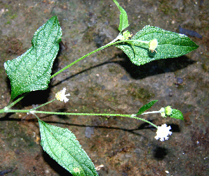  (Melanthera aspera - BioBot00643)  @11 [ ] CreativeCommons - Attribution Non-Commercial Share-Alike (2010) Daniel H. Janzen Guanacaste Dry Forest Conservation Fund