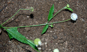  ( - BioBot00644)  @11 [ ] CreativeCommons - Attribution Non-Commercial Share-Alike (2010) Daniel H. Janzen Guanacaste Dry Forest Conservation Fund