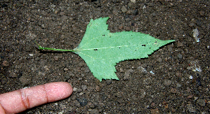  ( - BioBot00644)  @11 [ ] CreativeCommons - Attribution Non-Commercial Share-Alike (2010) Daniel H. Janzen Guanacaste Dry Forest Conservation Fund