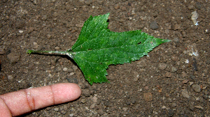  ( - BioBot00644)  @11 [ ] CreativeCommons - Attribution Non-Commercial Share-Alike (2010) Daniel H. Janzen Guanacaste Dry Forest Conservation Fund