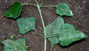  ( - BioBot00645)  @11 [ ] CreativeCommons - Attribution Non-Commercial Share-Alike (2010) Daniel H. Janzen Guanacaste Dry Forest Conservation Fund