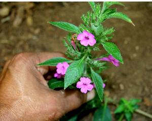  (Ruellia inundata - BioBot00654)  @13 [ ] CreativeCommons - Attribution Non-Commercial Share-Alike (2010) Daniel H. Janzen Guanacaste Dry Forest Conservation Fund