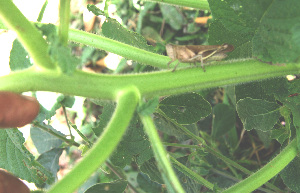  ( - BioBot00660)  @11 [ ] CreativeCommons - Attribution Non-Commercial Share-Alike (2010) Daniel H. Janzen Guanacaste Dry Forest Conservation Fund