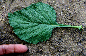  ( - BioBot00660)  @11 [ ] CreativeCommons - Attribution Non-Commercial Share-Alike (2010) Daniel H. Janzen Guanacaste Dry Forest Conservation Fund