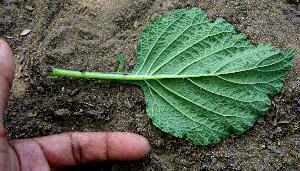  ( - BioBot00660)  @11 [ ] CreativeCommons - Attribution Non-Commercial Share-Alike (2010) Daniel H. Janzen Guanacaste Dry Forest Conservation Fund