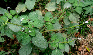  ( - BioBot00661)  @11 [ ] CreativeCommons - Attribution Non-Commercial Share-Alike (2010) Daniel H. Janzen Guanacaste Dry Forest Conservation Fund