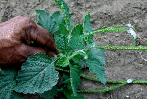  ( - BioBot00661)  @11 [ ] CreativeCommons - Attribution Non-Commercial Share-Alike (2010) Daniel H. Janzen Guanacaste Dry Forest Conservation Fund