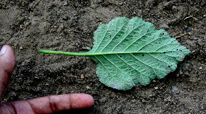  ( - BioBot00661)  @11 [ ] CreativeCommons - Attribution Non-Commercial Share-Alike (2010) Daniel H. Janzen Guanacaste Dry Forest Conservation Fund