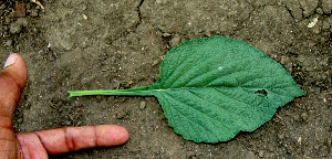  ( - BioBot00662)  @11 [ ] CreativeCommons - Attribution Non-Commercial Share-Alike (2010) Daniel H. Janzen Guanacaste Dry Forest Conservation Fund