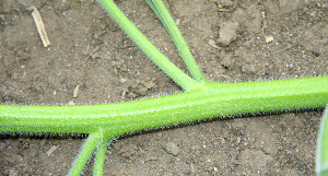  ( - BioBot00662)  @11 [ ] CreativeCommons - Attribution Non-Commercial Share-Alike (2010) Daniel H. Janzen Guanacaste Dry Forest Conservation Fund