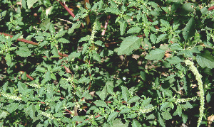  ( - BioBot00663)  @11 [ ] CreativeCommons - Attribution Non-Commercial Share-Alike (2010) Daniel H. Janzen Guanacaste Dry Forest Conservation Fund