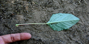  ( - BioBot00663)  @11 [ ] CreativeCommons - Attribution Non-Commercial Share-Alike (2010) Daniel H. Janzen Guanacaste Dry Forest Conservation Fund