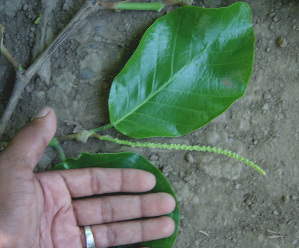  ( - BioBot00672)  @11 [ ] CreativeCommons - Attribution Non-Commercial Share-Alike (2010) Daniel H. Janzen Guanacaste Dry Forest Conservation Fund