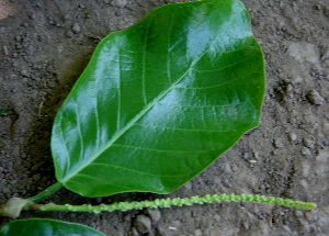  ( - BioBot00672)  @11 [ ] CreativeCommons - Attribution Non-Commercial Share-Alike (2010) Daniel H. Janzen Guanacaste Dry Forest Conservation Fund