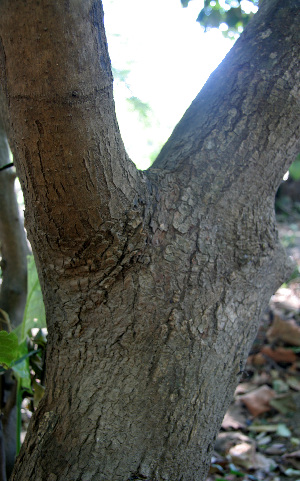  ( - BioBot00673)  @11 [ ] CreativeCommons - Attribution Non-Commercial Share-Alike (2010) Daniel H. Janzen Guanacaste Dry Forest Conservation Fund