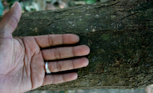  ( - BioBot00673)  @11 [ ] CreativeCommons - Attribution Non-Commercial Share-Alike (2010) Daniel H. Janzen Guanacaste Dry Forest Conservation Fund