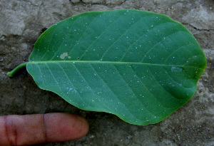  ( - BioBot00673)  @11 [ ] CreativeCommons - Attribution Non-Commercial Share-Alike (2010) Daniel H. Janzen Guanacaste Dry Forest Conservation Fund