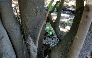  ( - BioBot00674)  @11 [ ] CreativeCommons - Attribution Non-Commercial Share-Alike (2010) Daniel H. Janzen Guanacaste Dry Forest Conservation Fund