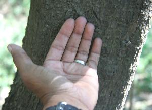  ( - BioBot00674)  @11 [ ] CreativeCommons - Attribution Non-Commercial Share-Alike (2010) Daniel H. Janzen Guanacaste Dry Forest Conservation Fund