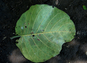  ( - BioBot00674)  @11 [ ] CreativeCommons - Attribution Non-Commercial Share-Alike (2010) Daniel H. Janzen Guanacaste Dry Forest Conservation Fund